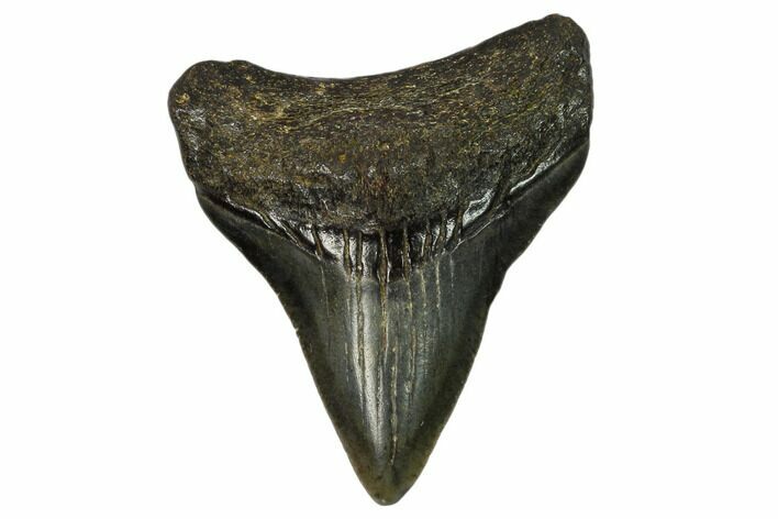 Juvenile Megalodon Tooth - Georgia #115707